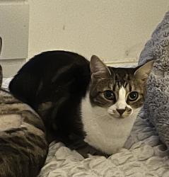 Lost Female Cat last seen Underwood Place & Oldbrook Boulevard, Oldbrook, England 