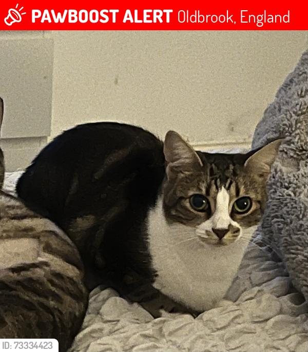 Lost Female Cat last seen Underwood Place & Oldbrook Boulevard, Oldbrook, England 