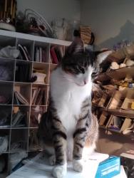 Lost Male Cat last seen Dekkoven and 100th sw lakewood., Lakewood, WA 98499