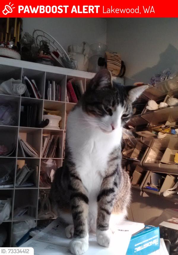 Lost Male Cat last seen Dekkoven and 100th sw lakewood., Lakewood, WA 98499