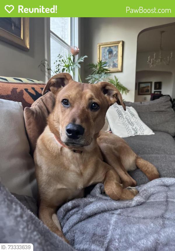 Reunited Male Dog last seen Amazon and Egbert Ave near Clifton Meadows Swim Club, Cincinnati, OH 45220