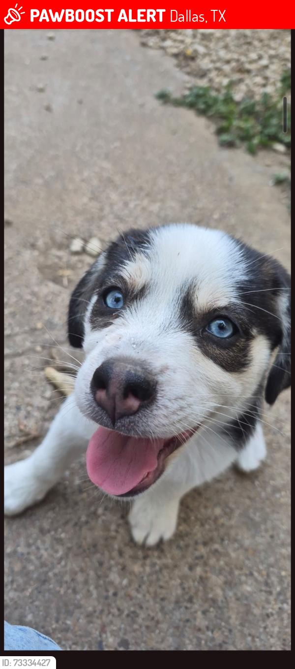 Lost Female Dog last seen Wright st. and south Montclair, Dallas, TX 75211