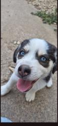 Lost Female Dog last seen Wright st. and south Montclair, Dallas, TX 75211