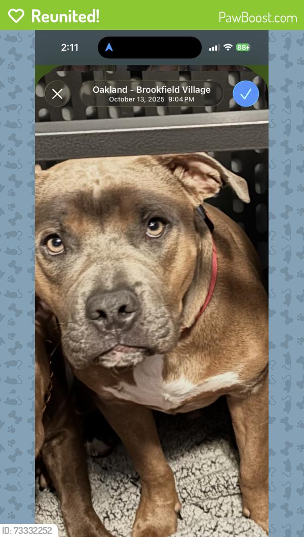 Reunited Male Dog last seen 98th and Walnut, Oakland, CA 94603