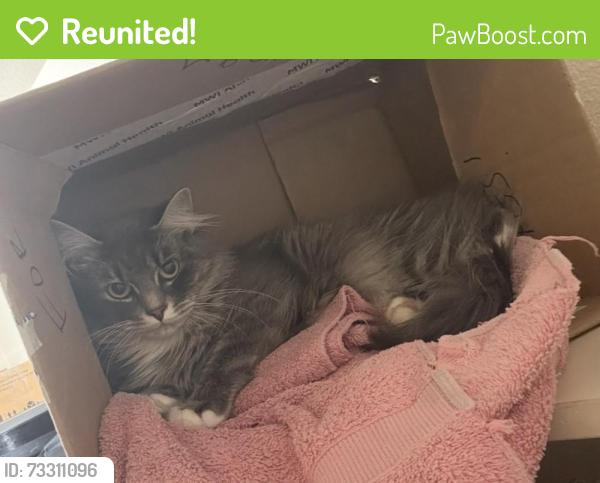 Reunited Female Cat last seen Near 37th St SE, Auburn, WA 98002, USA, Auburn, WA 98002