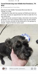 Reunited Female Dog last seen Middle TN Blvd and MLK drive, Murfreesboro, TN 37132