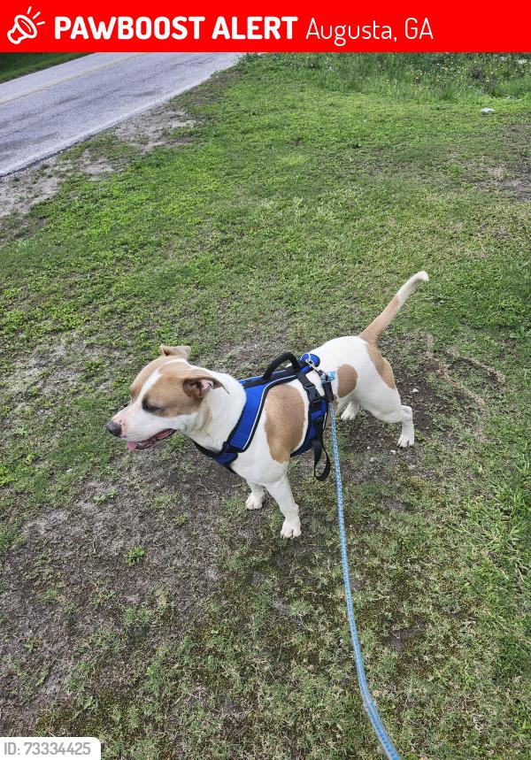 Lost Male Dog last seen Hephzibah, Augusta, GA 30815