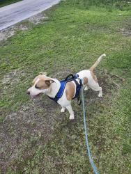Lost Male Dog last seen Hephzibah, Augusta, GA 30815