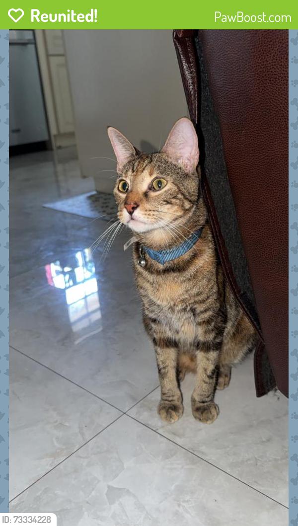 Reunited Female Cat last seen NE 51st Ct and NE 8th Ave, Pompano Beach, FL 33064