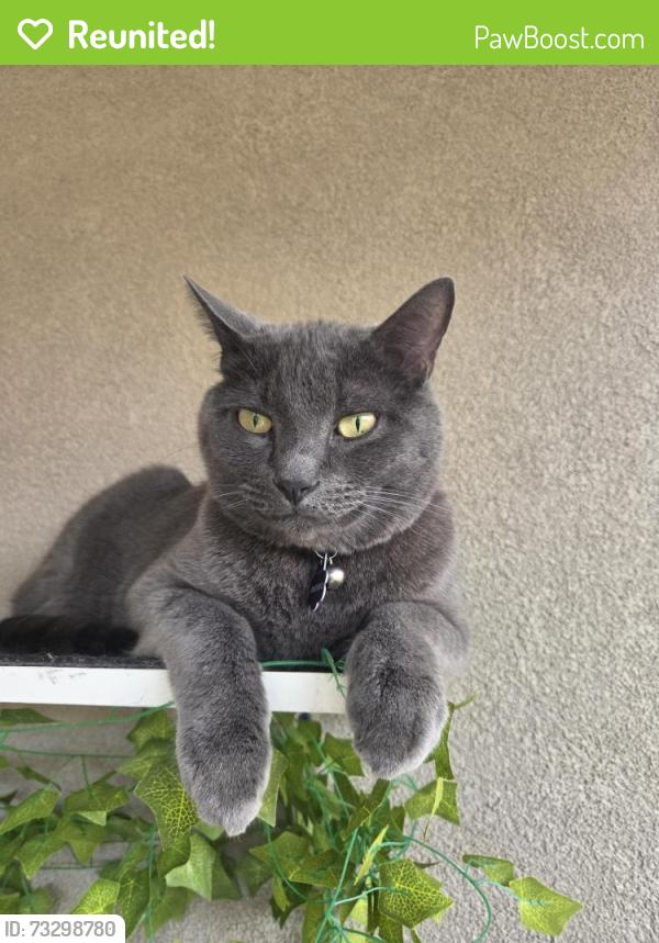 Reunited Male Cat last seen Golden Eagle Loop & Westphalia, Rio Rancho, NM 87144