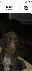 Reunited Male Dog last seen Kidd Road & River plantation, Conroe, TX 77302