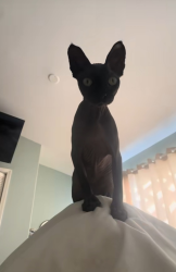 Lost Female Cat last seen Unser and paradise, VILLAGE OF LOS RANCHOS, NM 87114
