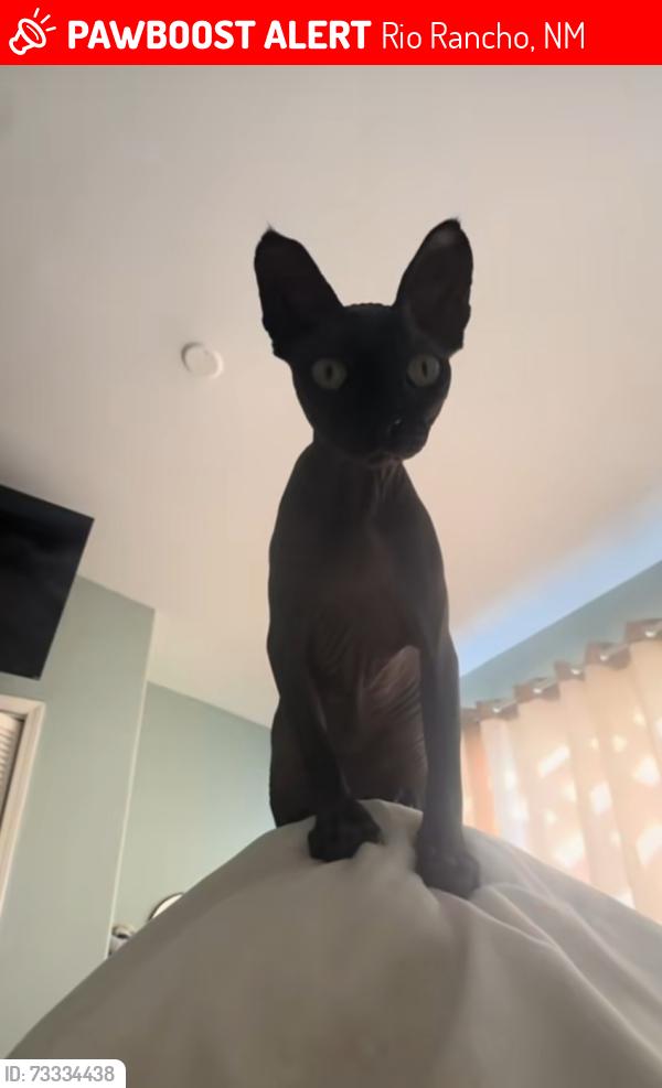 Lost Female Cat last seen Unser and paradise, VILLAGE OF LOS RANCHOS, NM 87114