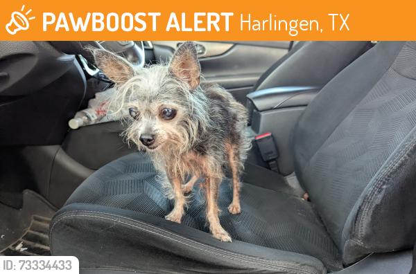 Found/Stray Female Dog last seen 13th St and Harrison, Harlingen, TX 78550
