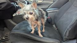 Found/Stray Female Dog last seen 13th St and Harrison, Harlingen, TX 78550