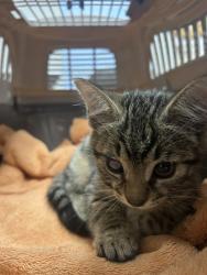 Shelter Stray Female Cat last seen Near Virginia Beach Boulevard, VIRGINIA BEACH, VA, 23452, 341 S Birdneck Rd, Virginia Beach, VA 23451, USA
