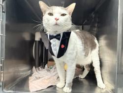 Shelter Stray Male Cat last seen NEW YORK, NY, 10029, 326 E 110th St, New York, NY 10029, USA