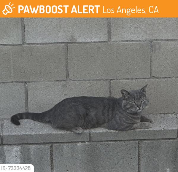 Found/Stray Female Cat last seen Cartwright Ave/Denny between Magnolia and Chandler, Los Angeles, CA 91606