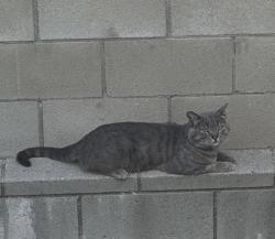 Found/Stray Female Cat last seen Cartwright Ave/Denny between Magnolia and Chandler, Los Angeles, CA 91606
