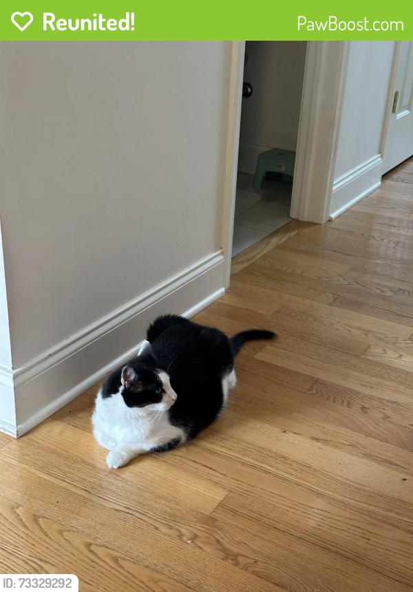 Reunited Male Cat last seen Solomon Ct, Watervliet, NY, Latham, NY 12189