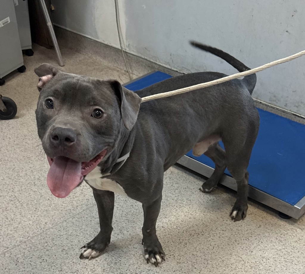 Shelter Stray Male Dog last seen Near Laconia Avenue, BRONX, NY, 10466, 326 E 110th St, New York, NY 10029, USA