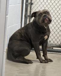 Shelter Stray Female Dog last seen Near Gischel Street, BROOKLYN, MD, 21225, 411 Maxwell Frye Rd, Millersville, MD 21108, USA