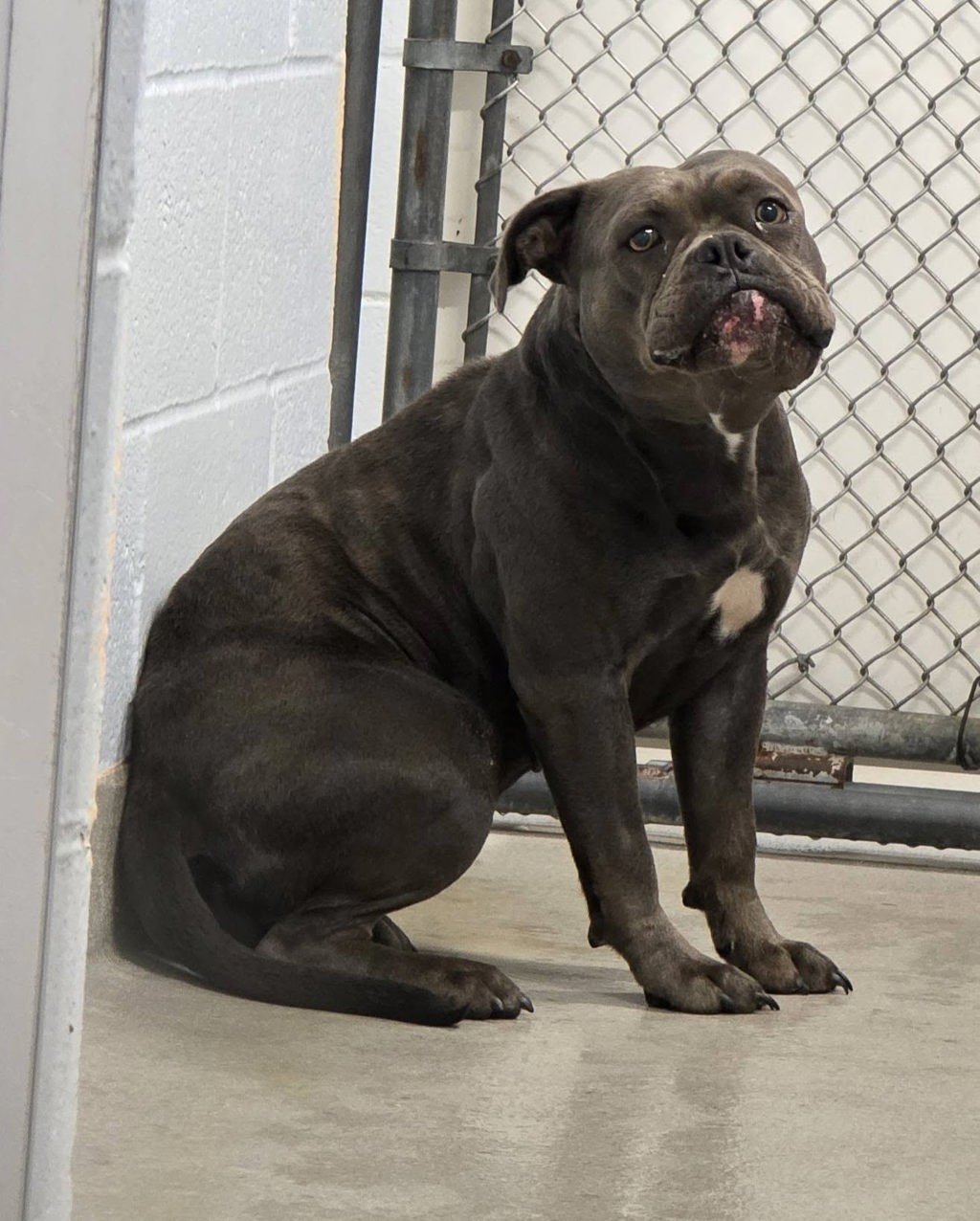 Shelter Stray Female Dog last seen Near Gischel Street, BROOKLYN, MD, 21225, 411 Maxwell Frye Rd, Millersville, MD 21108, USA