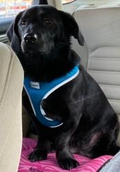 Reunited Female Dog last seen 4th and Lawrence St Monongahela, Monongahela, PA 15063