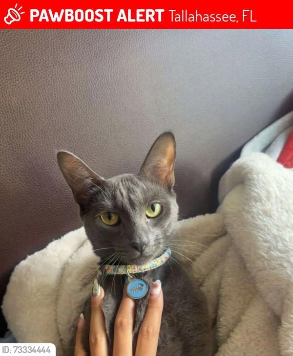 Lost Male Cat last seen Building above campus express, Tallahassee, FL 32304