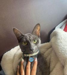 Lost Male Cat last seen Building above campus express, Tallahassee, FL 32304