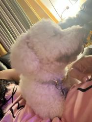 Reunited Male Dog last seen Lawncrest park, Philadelphia, PA 19111