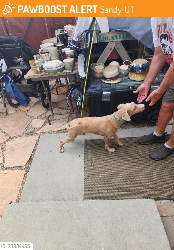 Found/Stray Male Dog last seen Edgecliff and countrywood, Sandy, UT 84092