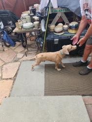 Found/Stray Male Dog last seen Edgecliff and countrywood, Sandy, UT 84092