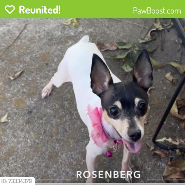 Reunited Female Dog last seen Georgina Street, Rosenberg, TX 77471