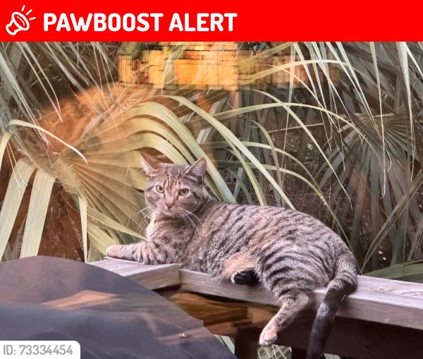 Lost Female Cat last seen Little Wekiva Circle, Altamonte Springs, FL 32714