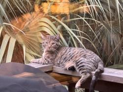 Lost Female Cat last seen Little Wekiva Circle, Altamonte Springs, FL 32714