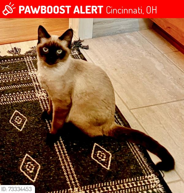 Lost Male Cat last seen 4 Mile/Kellogg Avenue, Cincinnati, OH 45230