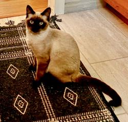 Lost Male Cat last seen 4 Mile/Kellogg Avenue, Cincinnati, OH 45230