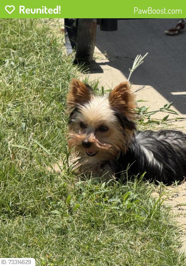 Reunited Female Dog last seen Phifer st, kings mountain high school, Kings Mountain, NC 28086