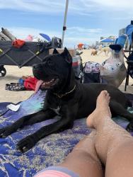 Lost Female Dog last seen Near NE 163 st, North Miami Beach, FL 33162