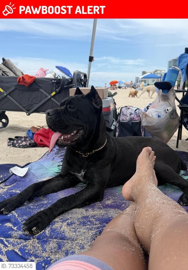 Lost Female Dog last seen Near NE 163 st, North Miami Beach, FL 33162