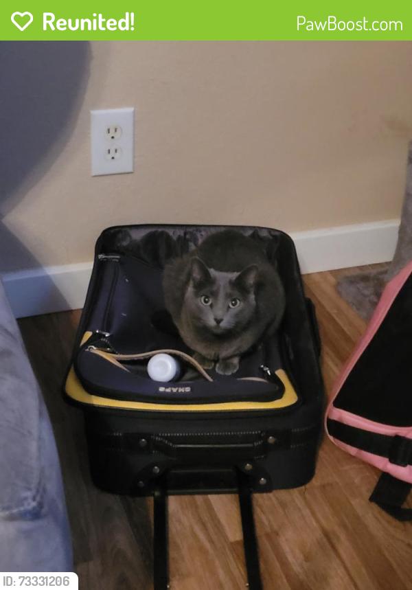Reunited Female Cat last seen Oil and Valene at Ashli oaks mobile home, Denton, TX 76208