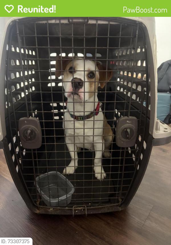 Reunited Male Dog last seen in my possession, Winston-Salem, NC 27103