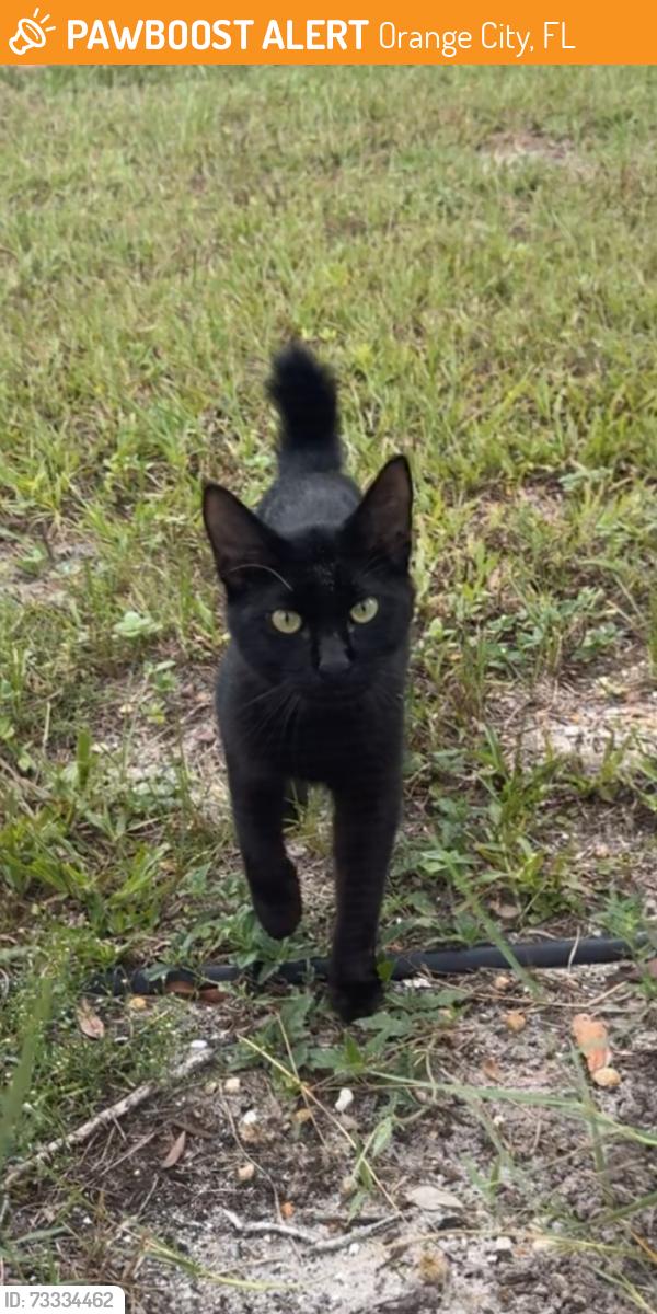 Found/Stray Male Cat last seen Call Avenue and Caldwell Avenue, Orange City, FL 32763