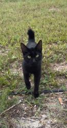 Found/Stray Male Cat last seen Call Avenue and Caldwell Avenue, Orange City, FL 32763