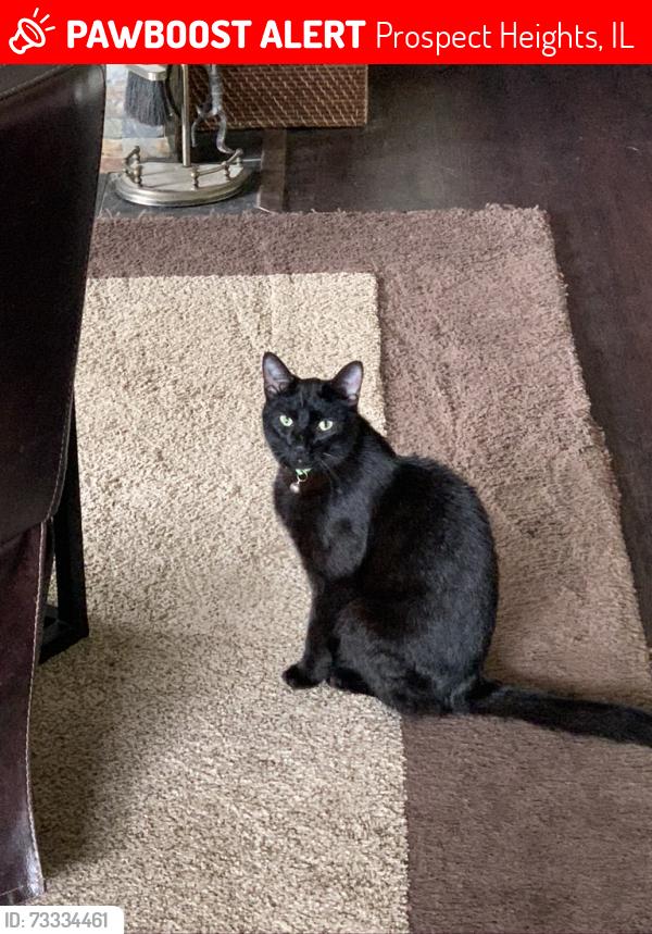 Lost Male Cat last seen Near HILLSIDE AVE, Prospect Heights, IL 60070