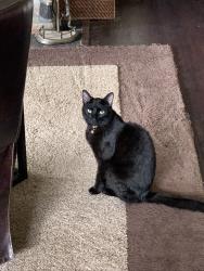 Lost Male Cat last seen Near HILLSIDE AVE, Prospect Heights, IL 60070