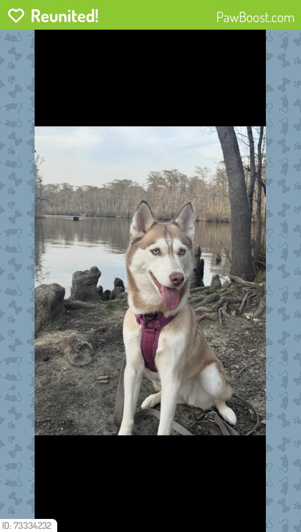 Reunited Female Dog last seen Forrestbrooke area, Myrtle Beach, SC 29579