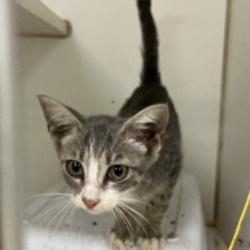Shelter Stray Male Cat last seen , 901 N Haverty St, Pine Bluff, AR 71601, USA