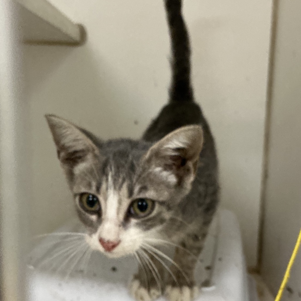 Shelter Stray Male Cat last seen , 901 N Haverty St, Pine Bluff, AR 71601, USA